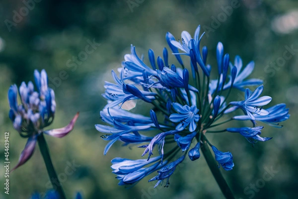 Obraz Blue flower