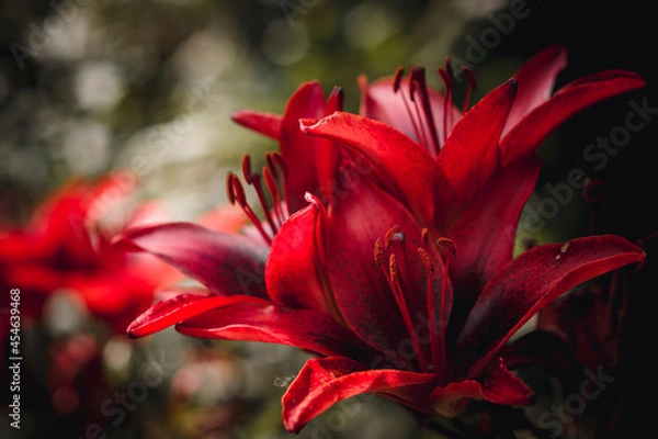 Obraz Red lily