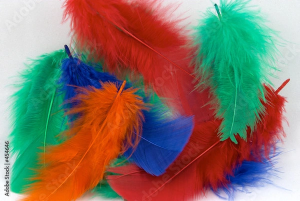 Fototapeta dyed feathers