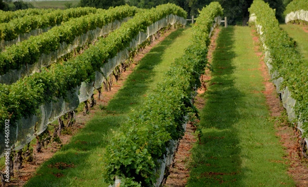 Obraz Vineyards & Grapes