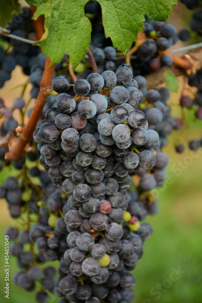 Obraz Vineyards & Grapes