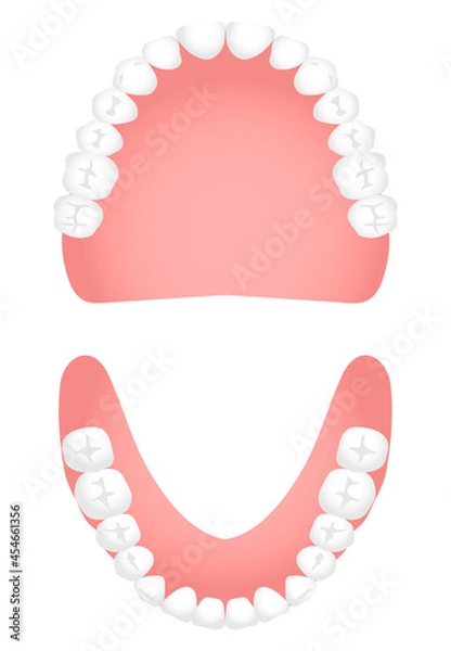 Obraz 入れ歯（総義歯）咬合面