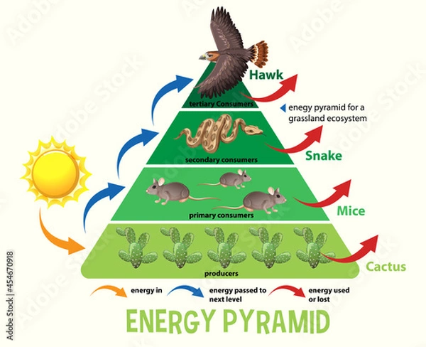 Obraz Science simplified ecological pyramid