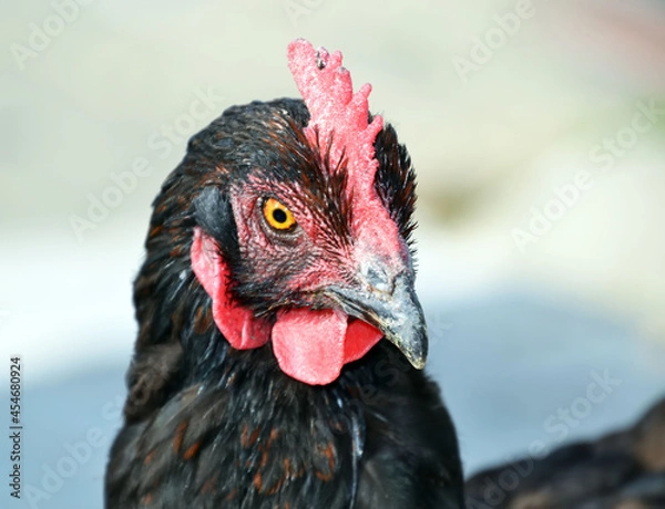Obraz Regard de poule