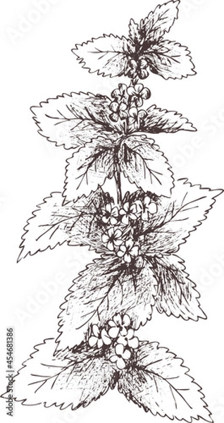 Fototapeta Hand drawn outline abstract vector  image. Sprig of melissa silhouette isolated on transparent background. Eps pharmacy detox herbs. Vintage art print for label, packaging, product design