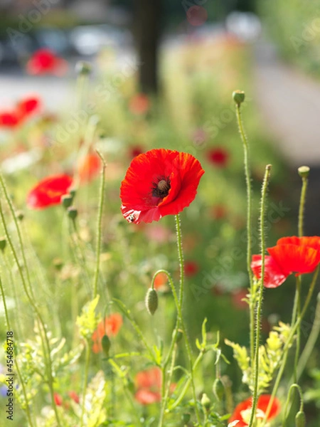 Fototapeta red poppy in a field