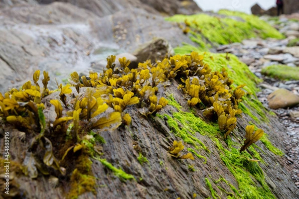 Obraz Seaweed on rocks