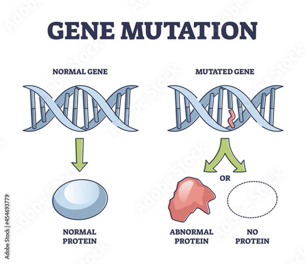 Obraz Gene mutation models comparison with abnormal helix protein outline diagram. Labeled educational genetic DNA sequence scheme with artificial modification vector illustration. Biological manipulation.