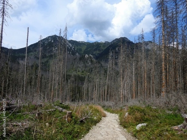 Fototapeta Dry forest in mountains