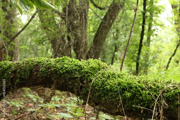Obraz Mossy forest in late summer, early fall