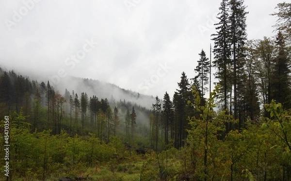 Fototapeta Fog in the forest