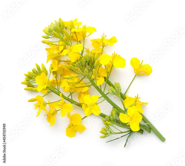 Obraz Rapeseed Flower Isolated On White Background