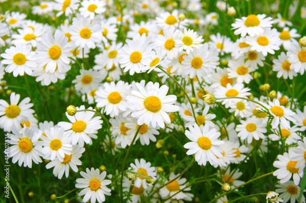 Obraz White daisy on  field