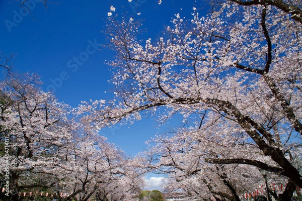 Obraz 上野恩賜公園の桜