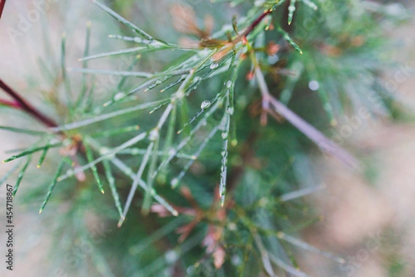 Fototapeta native Australian grevillea plant with rain droplets all over the leaves at shallow depth of field