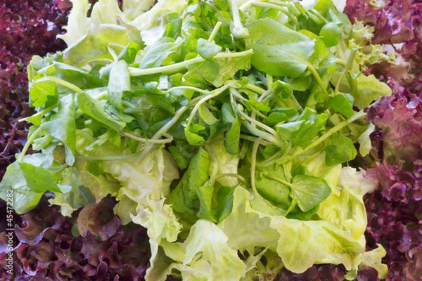 Fototapeta Different types of green and red lettuce salad