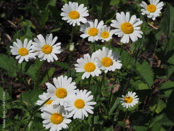 Obraz daisies in a garden