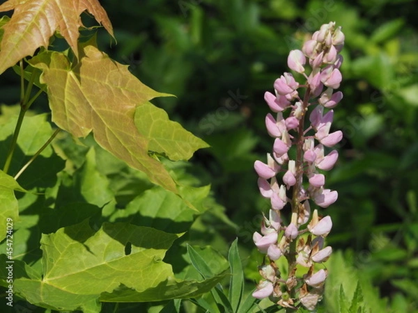 Obraz purple and green