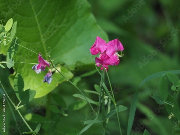 Obraz butterfly on flower