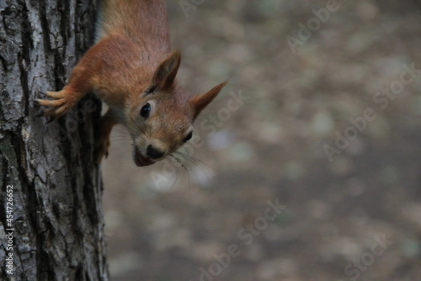 Fototapeta squirrel on a tree