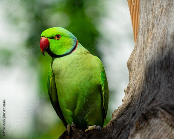 Fototapeta Indian Ringneck Parakeet with selective focus background and copy space 