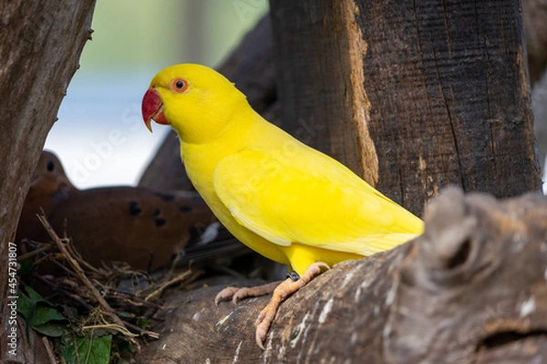 Fototapeta yellow Indian Ringneck Parakeet with selective focus background and copy space 