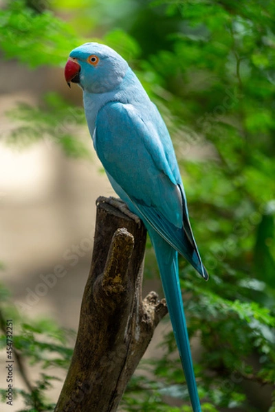 Fototapeta Indian Ringneck Parakeet with selective focus background and copy space 