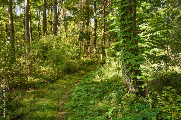 Fototapeta summer sunny road, road, forest, trees,path,forest path