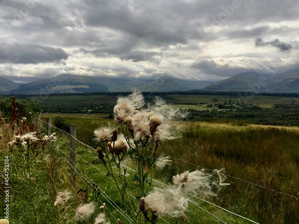 Obraz flowers in the field