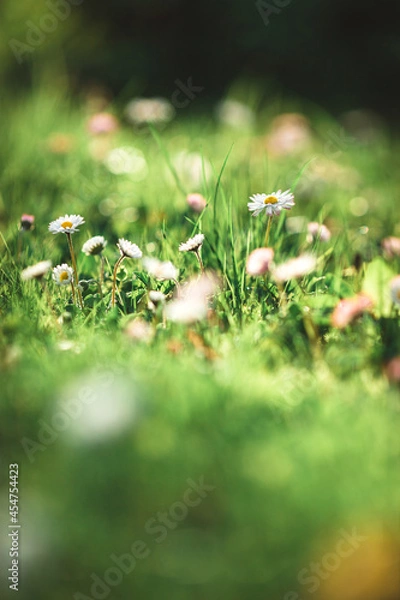 Obraz daisies in the grass