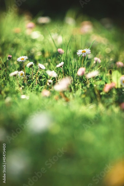Obraz daisies in the grass
