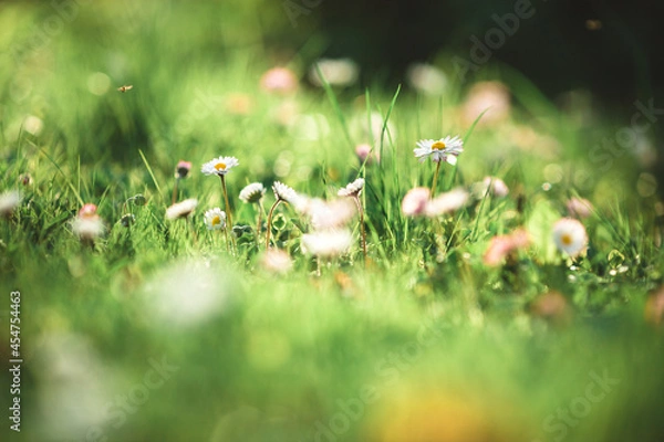 Obraz daisies in the grass
