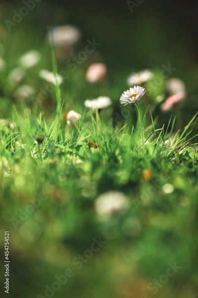 Obraz daisies in the grass