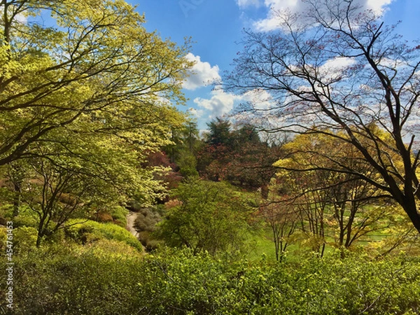 Obraz trees in the park