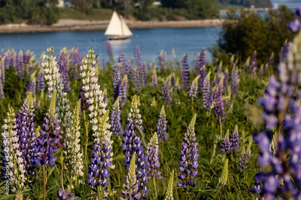 Obraz Lupines blossom with boat in background on Fernald Point along Sommes Sound near Southwest Harbor, Maine
