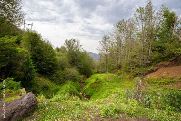 Fototapeta forest landscape