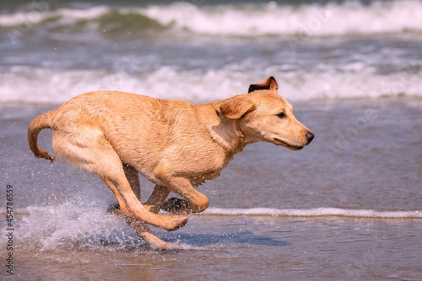 Obraz Labrador Retriever