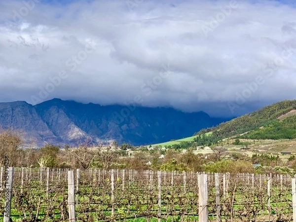 Obraz vineyard in the summer