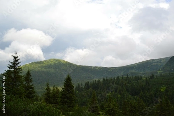 Obraz forest in the mountains