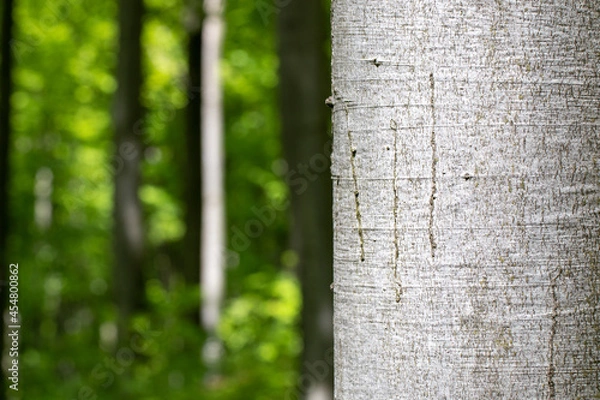 Fototapeta beech tree trunk in the forest