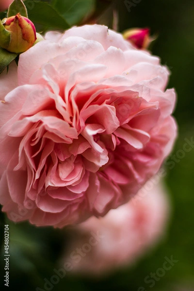 Obraz rose of the Afternoon Delight variety. German selection. Pink-apricot colored rose with an old-fashioned flower