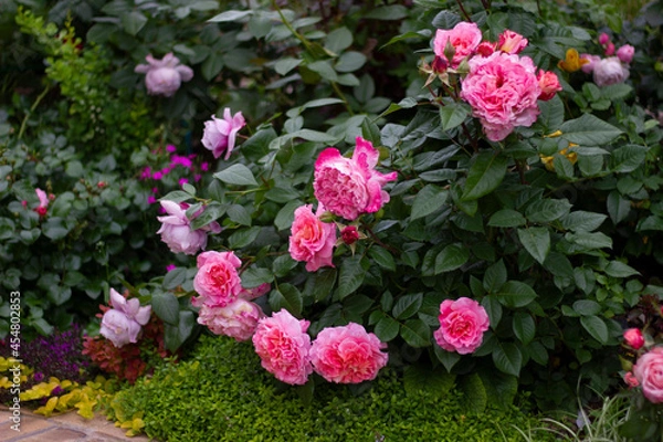 Obraz rose of the Augusta Luisa variety. German Tantau selection. ? profusely flowering rose bush.