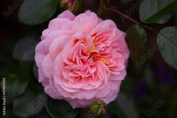 Obraz rose of the Afternoon Delight variety. German selection. Pink-apricot colored rose with an old-fashioned flower