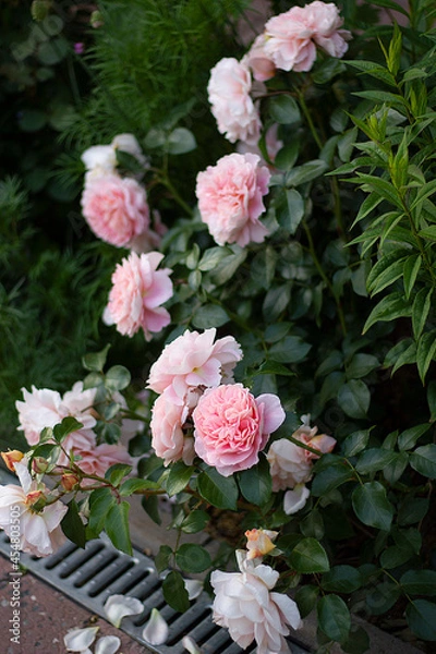 Obraz rose of the Afternoon Delight variety. A profusely summer flowering bush.