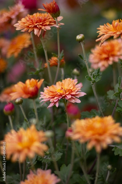Obraz Sunny korean chrysanthemum in the summer Garden. Outdoore photo. Yellow, orange and pink flowers