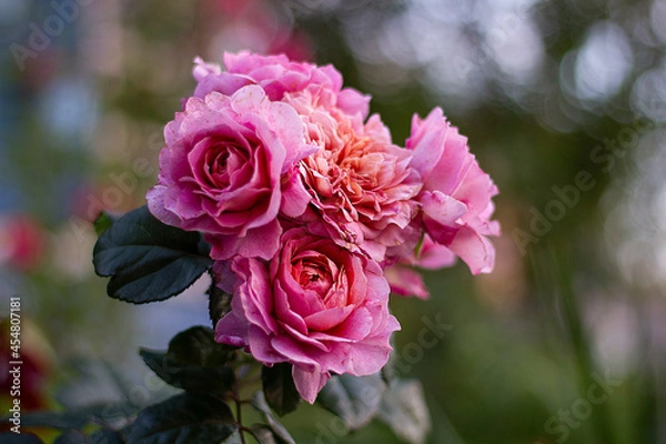 Obraz rose of the Augusta Luisa variety. German Tantau selection.