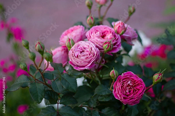 Obraz rose of the Centenaire de l'Hay-les-roses variety. French selection.