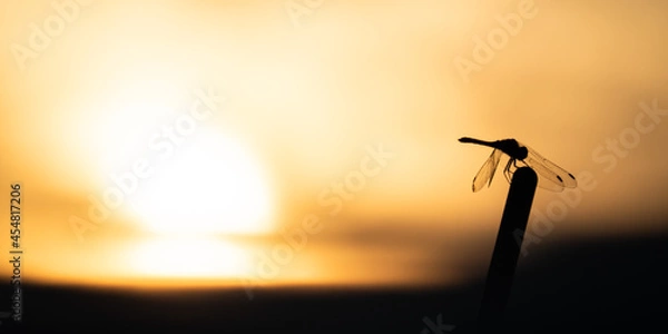Obraz 朝日とトンボ 2