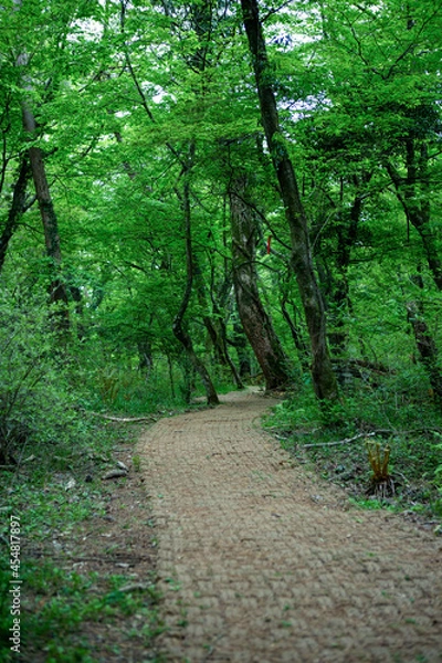 Fototapeta 한국, 제주도, 사려니 숲길, 올레길, 곶자왈, 고목, 숲, 산책로, 하이킹, 새싹, 새순