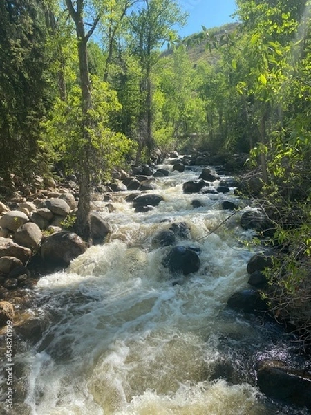 Obraz river in the forest